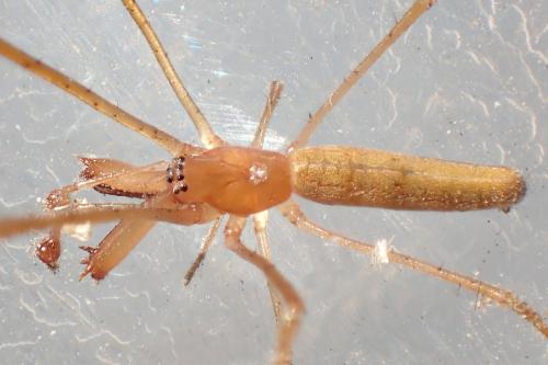 Tetragnatha nitens